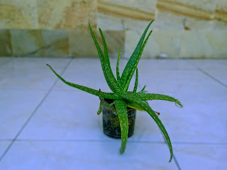 Aloe Vera Plant In The Pot At The Front Of The House North Bali