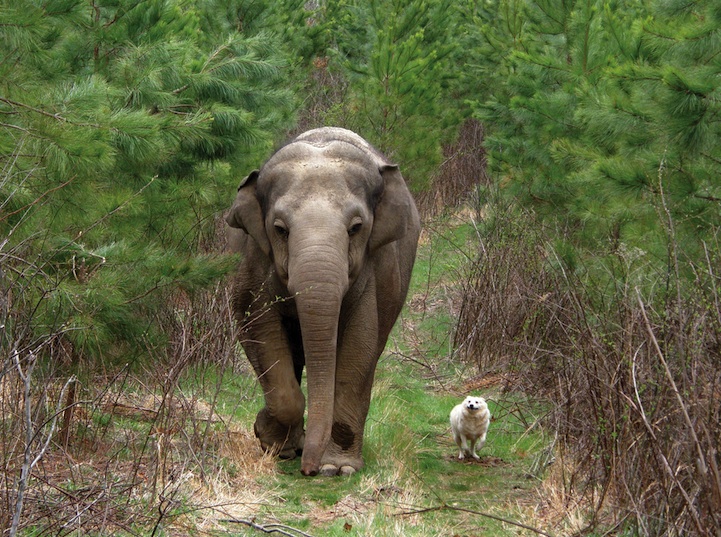 Amigos para siempre en el mundo animal ~ LoQuieroLoCompro com
