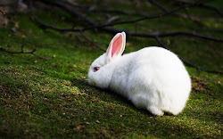 rabbit rabbits wallpapers desktop pets backgrounds lovable lovely nature