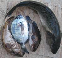 Trimethylaminuria (Fish Odour Syndrome / sindrom bau ikan)