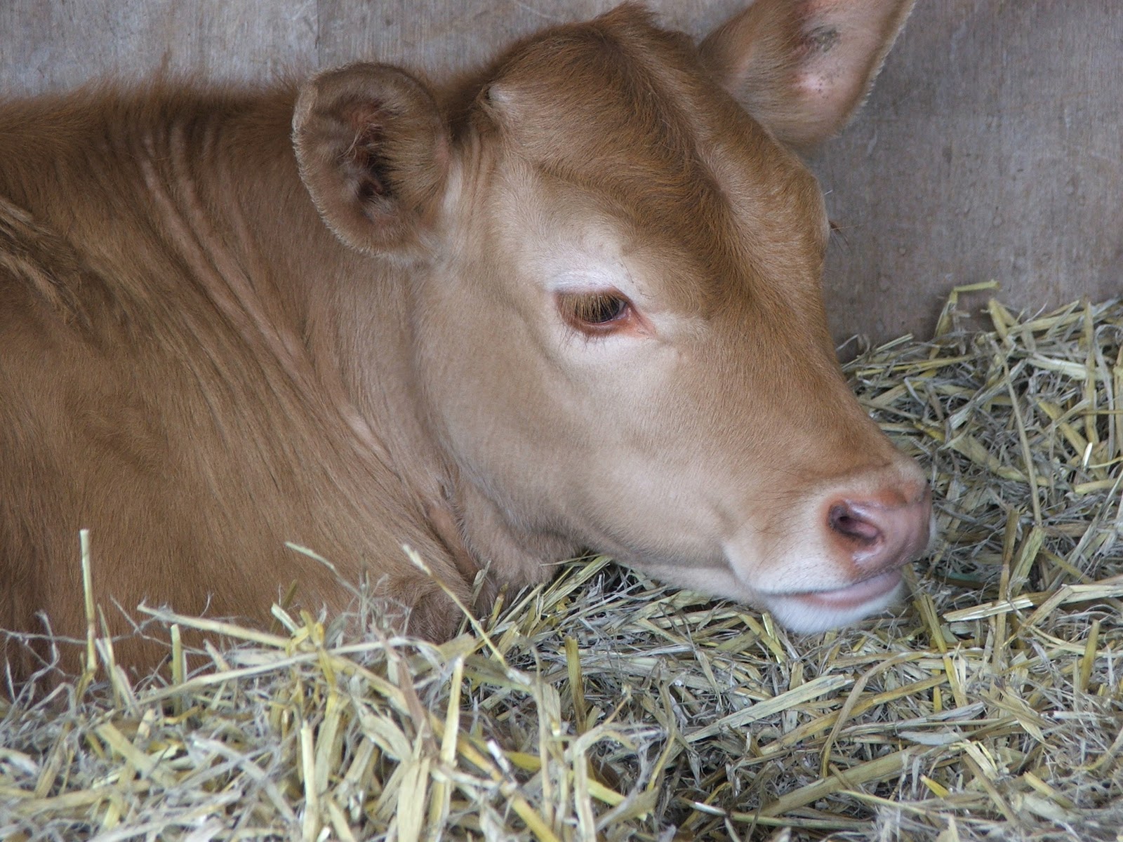 my VegaNation Why Vegans don't wear Leather and Vegetarians Shouldn't..