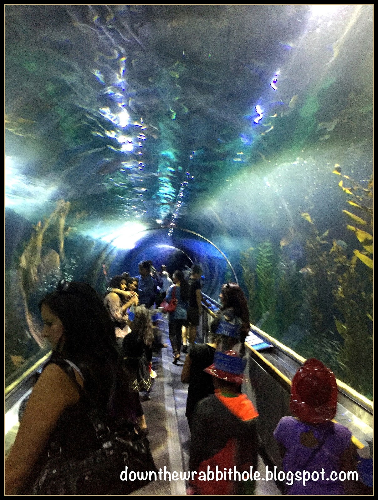 Down the Wrabbit Hole The Travel Bucket List Aquarium of the Bay