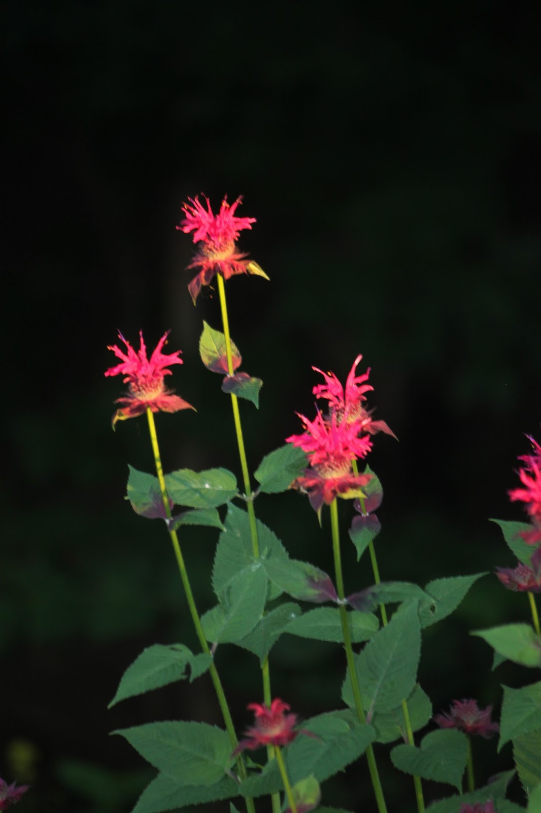 Matt Of All Trades Peak Summer Flowers in Vermont