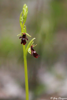 Ophrys Mouche (Ophrys insectifera)