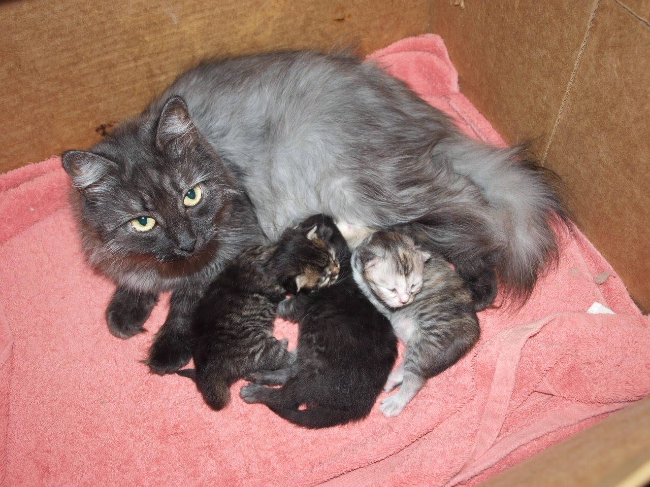 Shadowlawn Siberian Cattery breeder of Champion Siberian cats