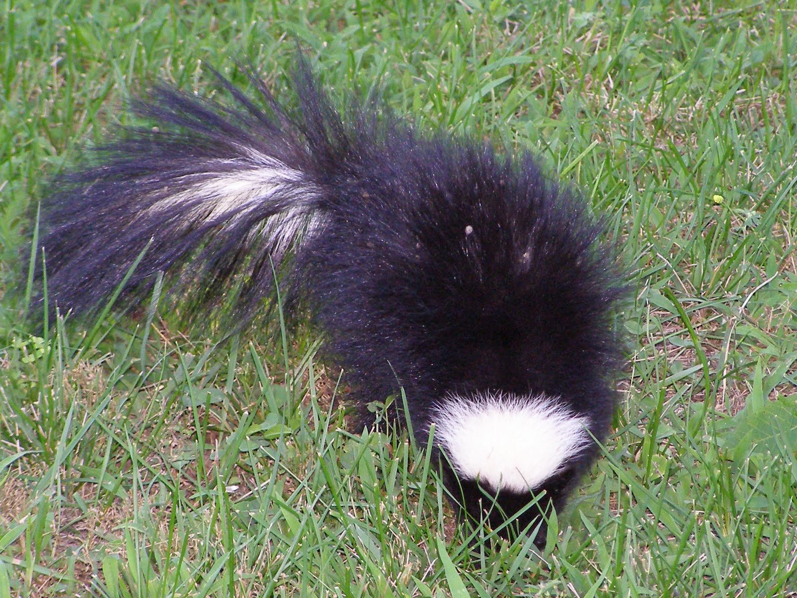 Blue Jay Barrens: Skunk