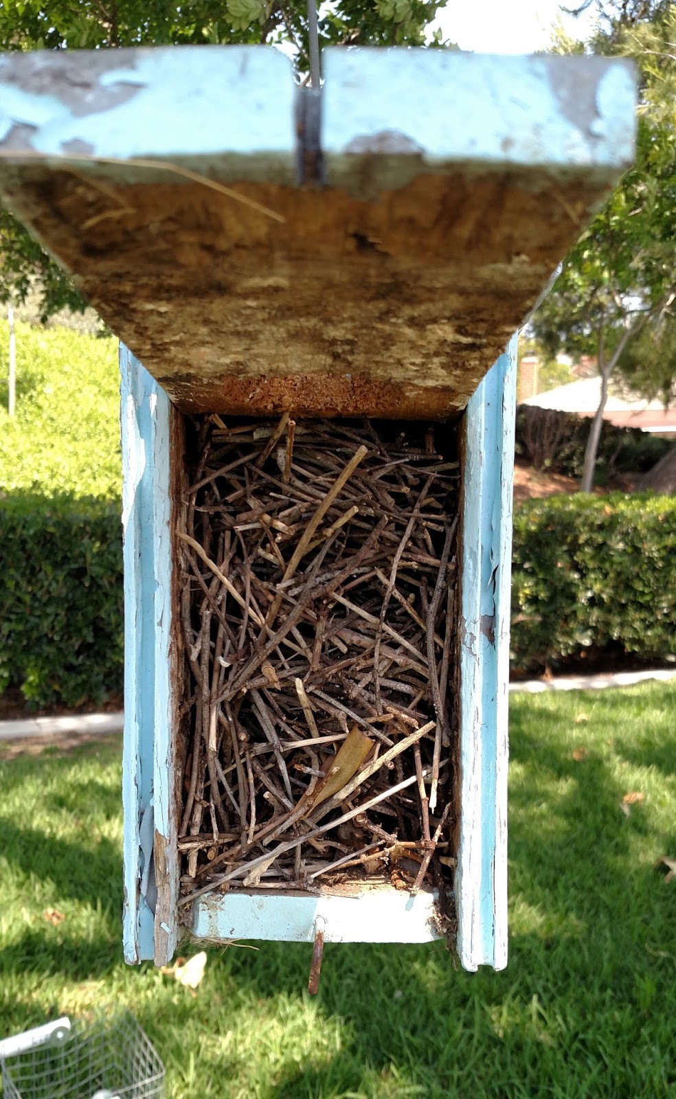 The Backyard Birder House wrens often compete for bluebird boxes