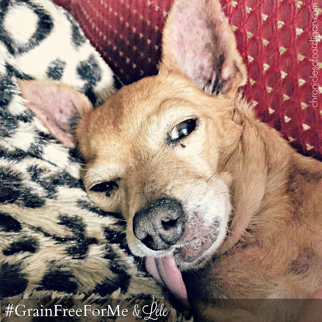 Broken Chihuahua on Way to Wellness: Perfect Nutrition Meets Mange #GrainFreeForMe & Lele