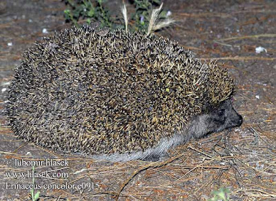 Southern white breasted Hedgehog