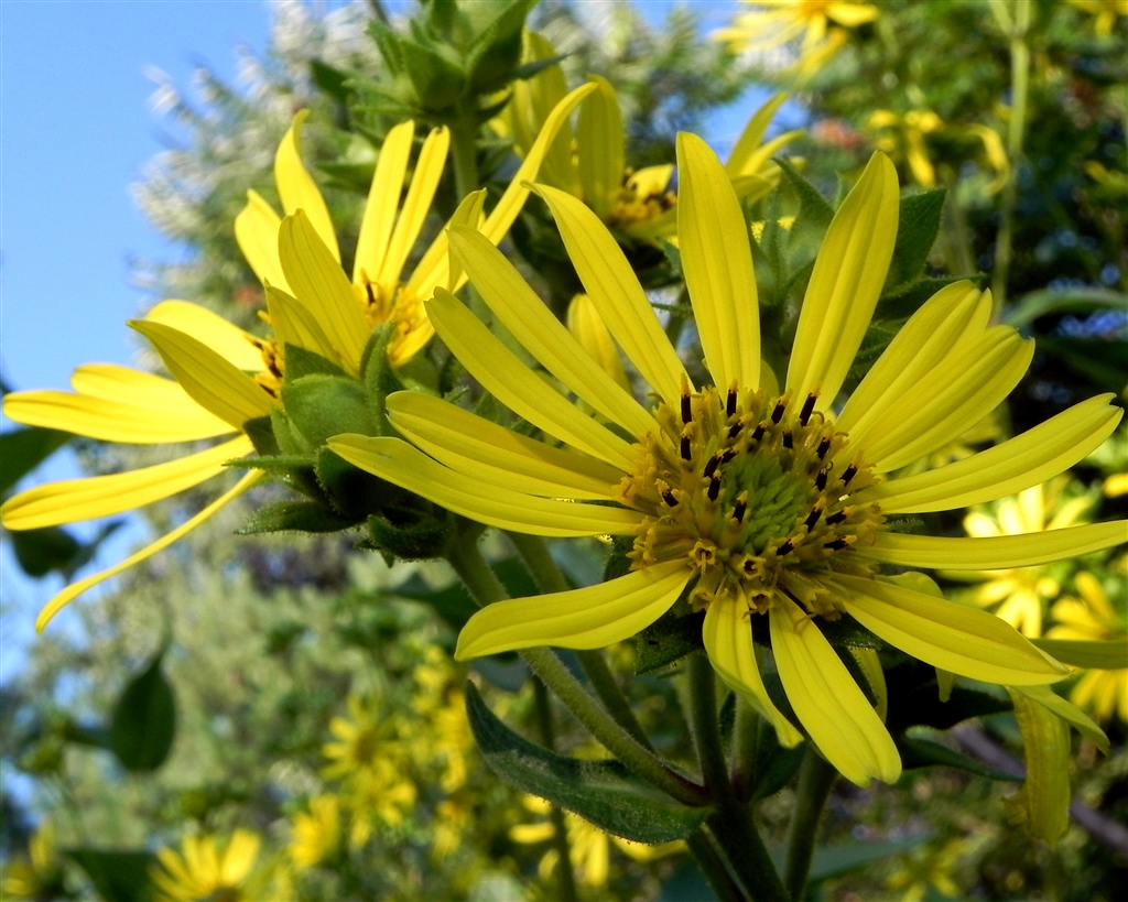 Power of the Flower Flowers at Buchanan Gardens Today...Queen Annes