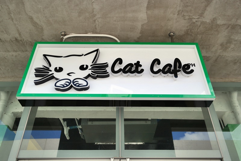 Coleen Speaks Cat Cafe Cebu