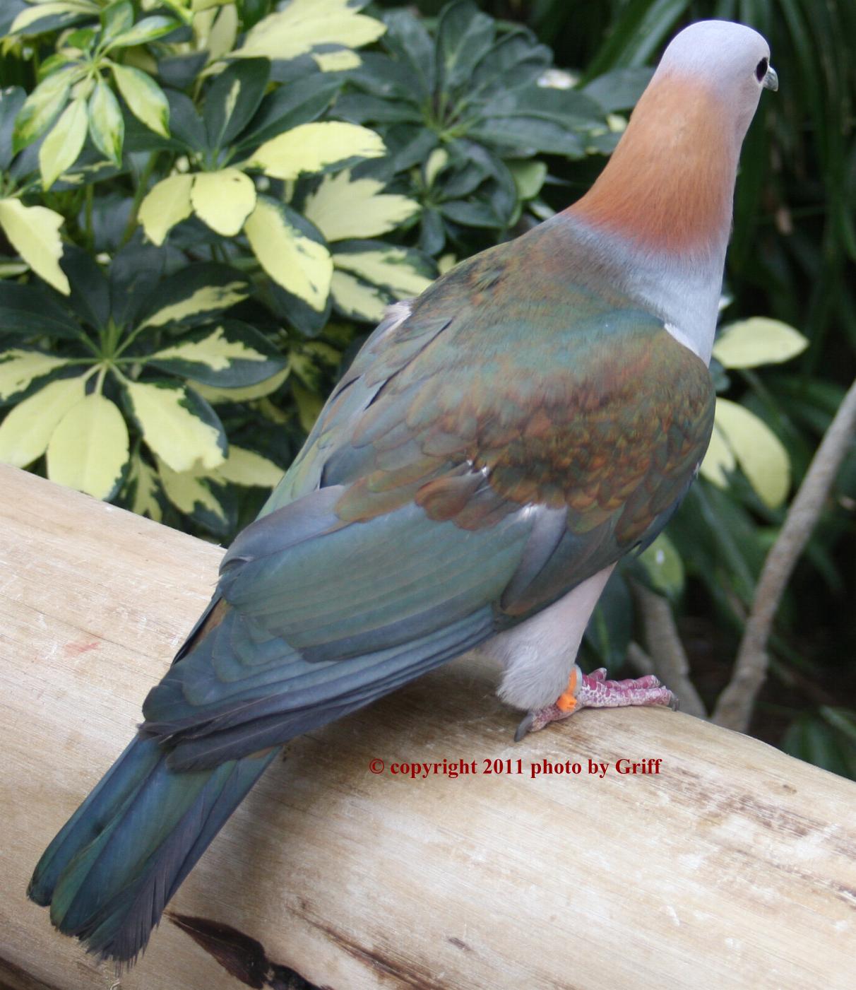 Griff's Bird Photos Pigeon (Green Imperial)