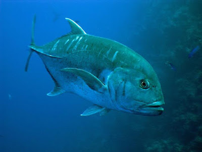 Giant Trevally Ikan Predator Air Tawar Yang Merupakan Perenang Aktif Di Akuarium
