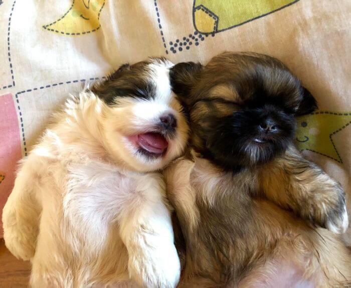 30 Hilariously Adorably Pictures Of Puppy Sleeping As If She Was 'Turned Off' 30 Hilariously Adorably Pictures Of Puppy Sleeping As If She Was 'Turned Off'