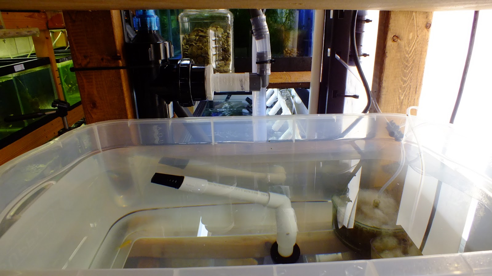 Swordtail Guppies: BREEDING RACK SYSTEMS; Automation for Water Change ...