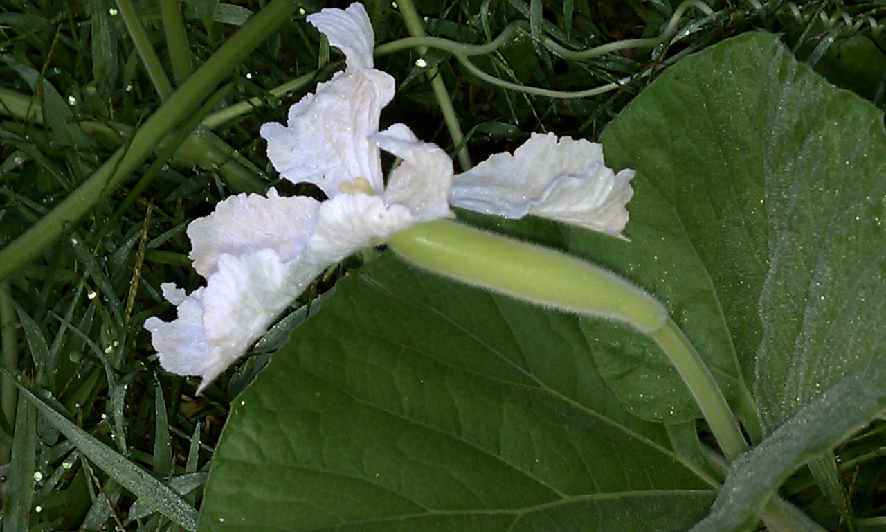 DesiKalakar Hand Pollination did wonders in my vegetable garden for