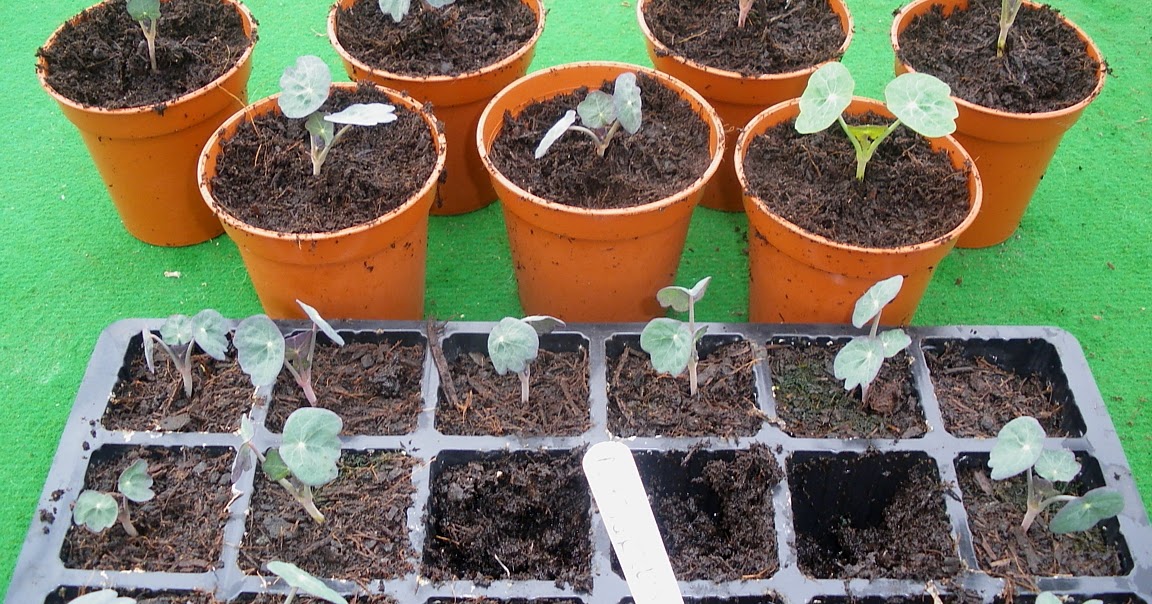 to the Green Heart Dens blog page....... Repotting