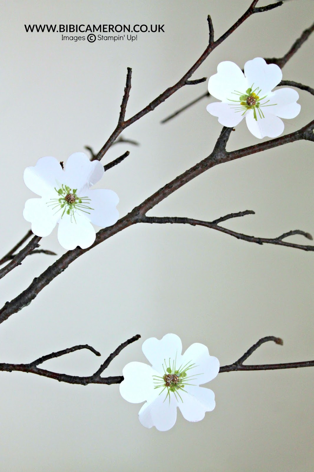 Aromatic Paper Dogwood Flowers Video GDP071 Bibi Cameron