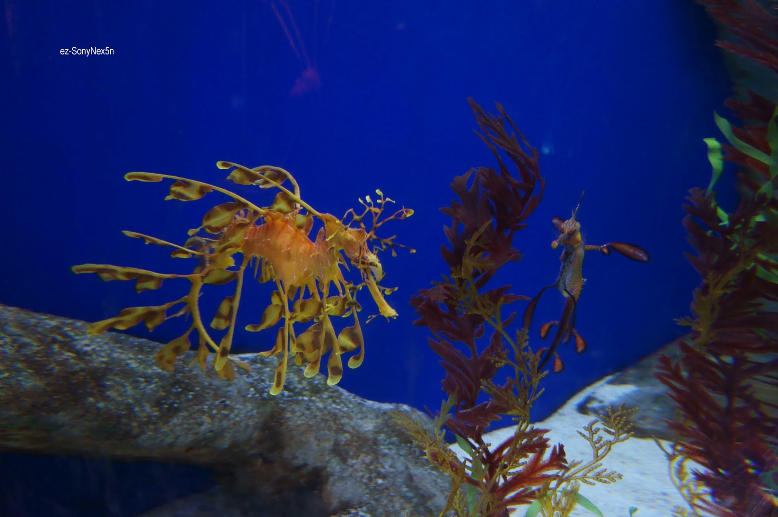 SONY-NEX5N: Sentosa Underwater World, Singapore Pictures