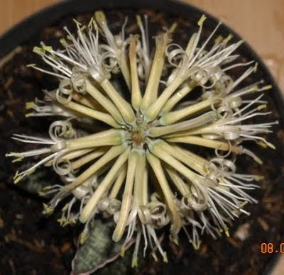 Sansevieria-info foto dan harga sansevieria. sansevieria indonesia