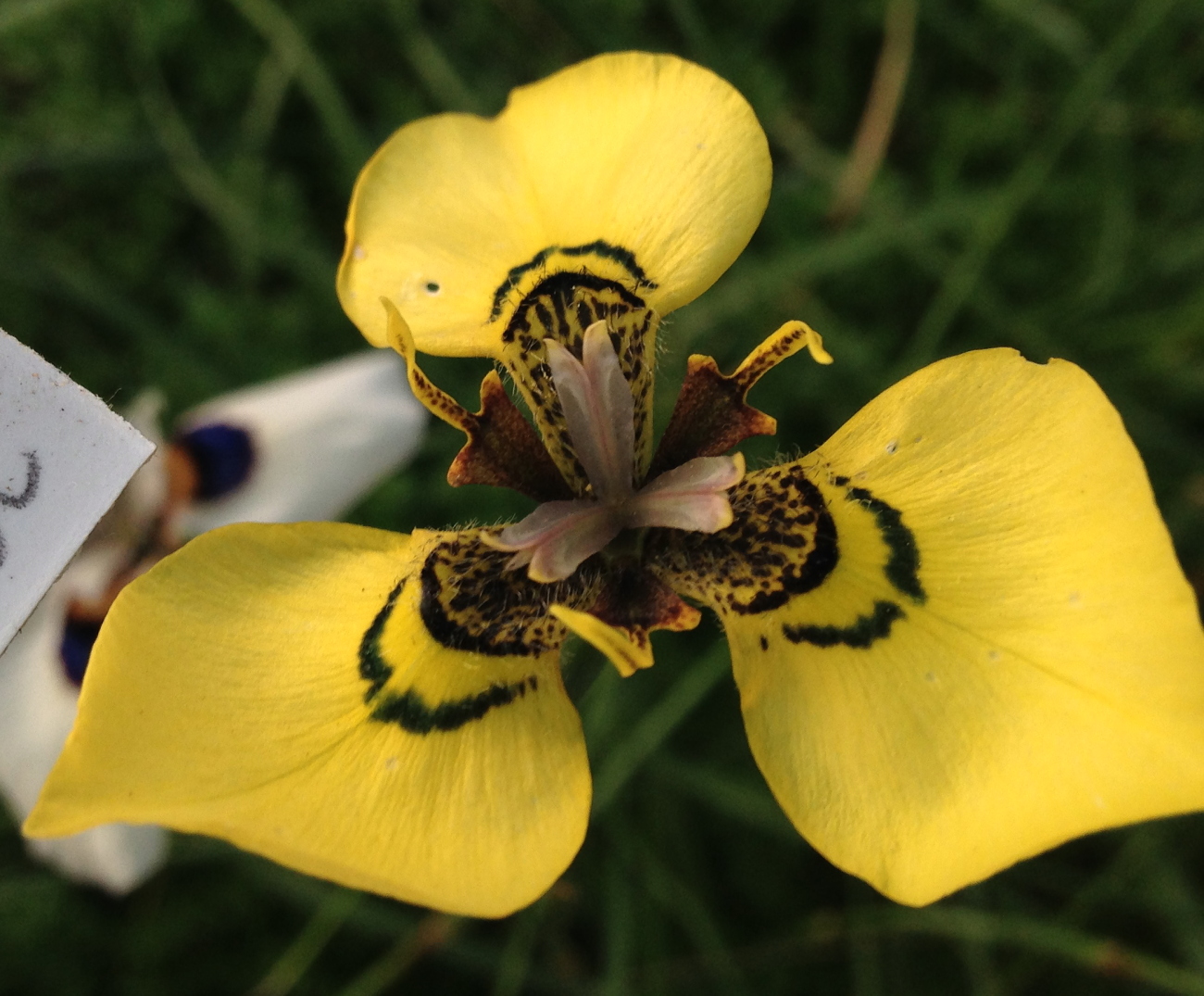 Growing Cool Plants New Moraea Hybrids, 2017