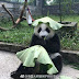 Pandas in SW China rock tailor-made hats to stay cool this summer
