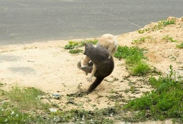 схватка котов