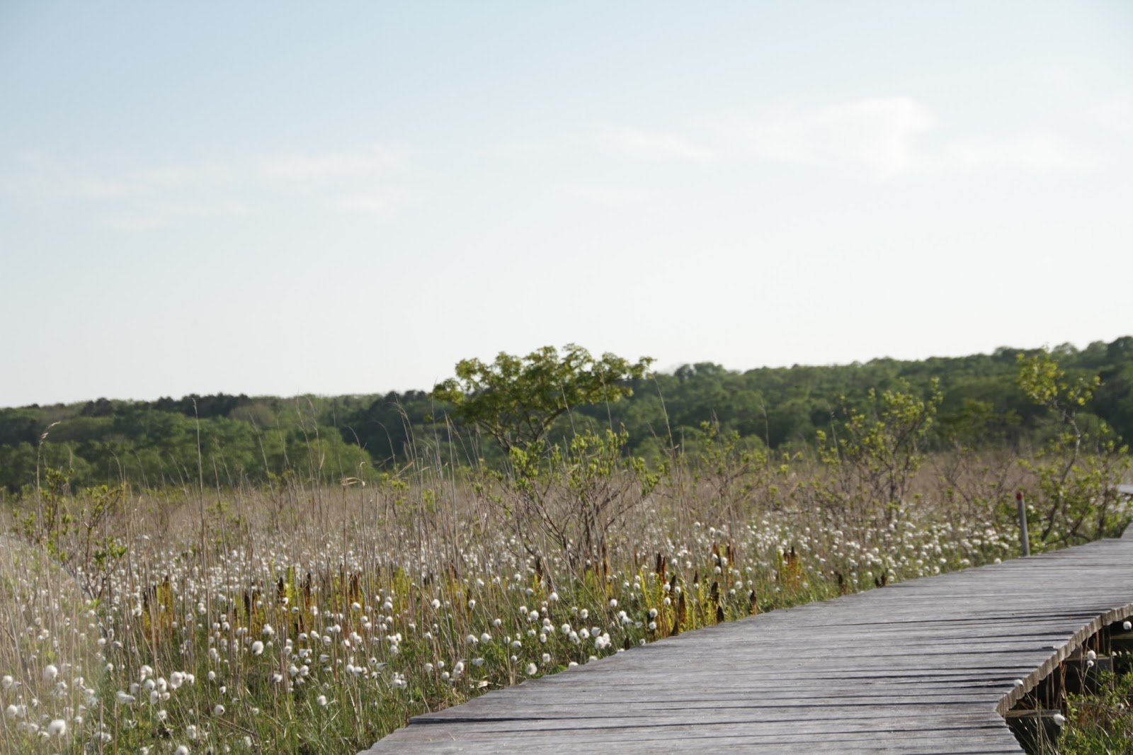 標津町観光協会スタッフブログ もうこんなに咲いています