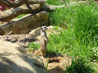 meerkat Marwell Zoo
