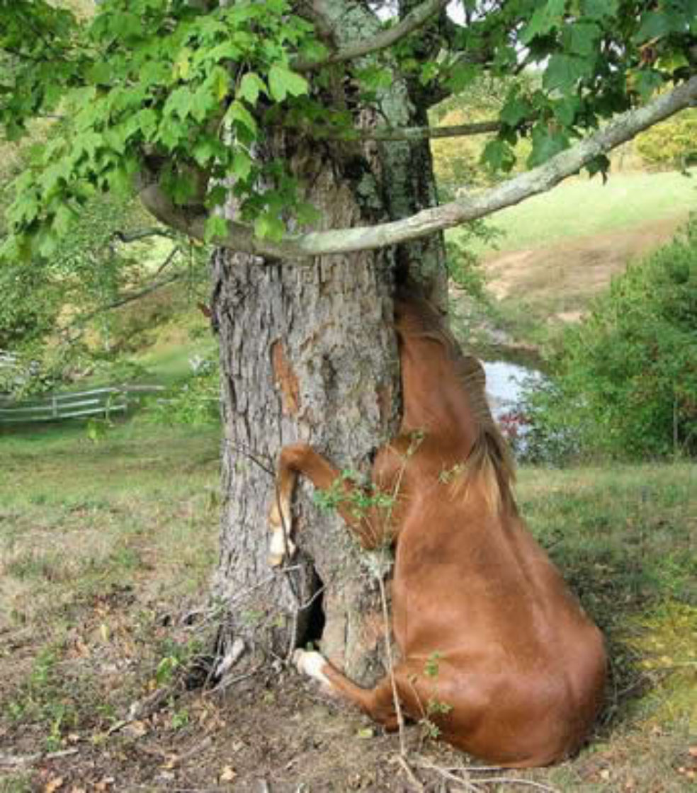 Коня жалко. Смешная лошадь. Корова на дереве. Смешные деревья. Лошадь под деревом.
