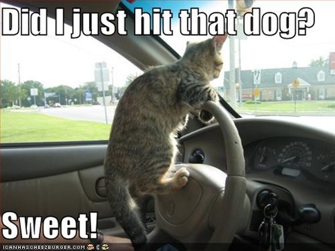 Funny  Photos on Funny Pictures Driving Cat Hits Dog9 Funny Cats And Dogs Pics S485x364