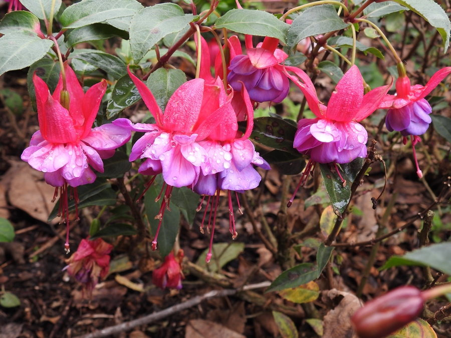 photographing New Zealand flowers in winter