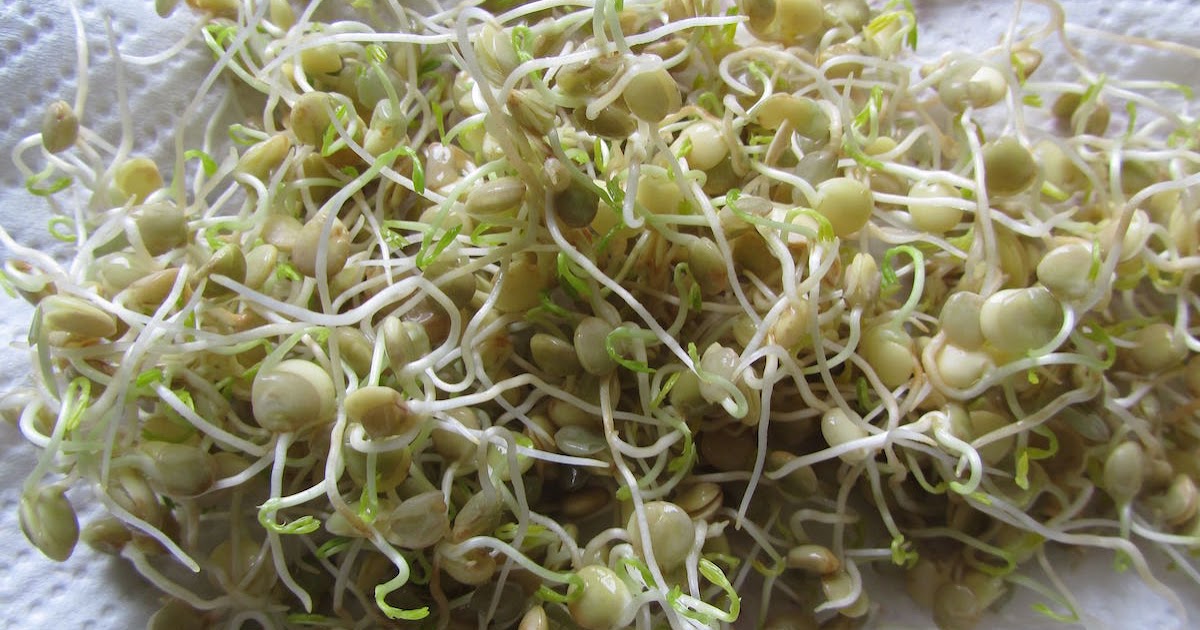 creative savv Growing Lentil Sprouts in My Kitchen