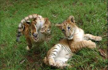 Liger | Animal Wildlife