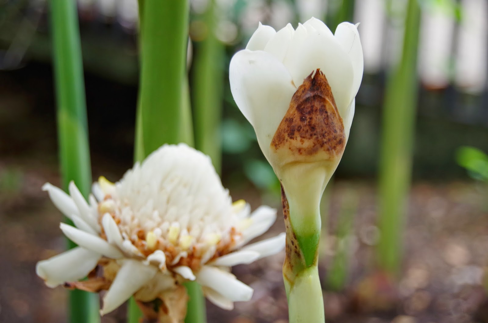 Trees and Plants White Torch Ginger