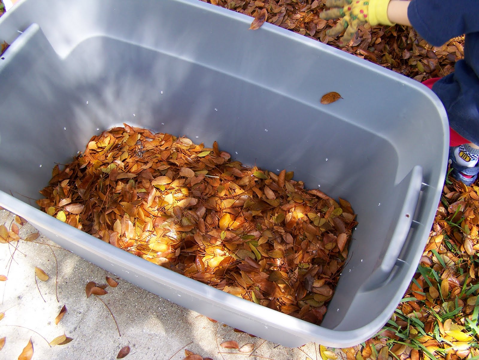 Constructing a Compost Bin, Planting a Pineapple, and SpirulinaHands