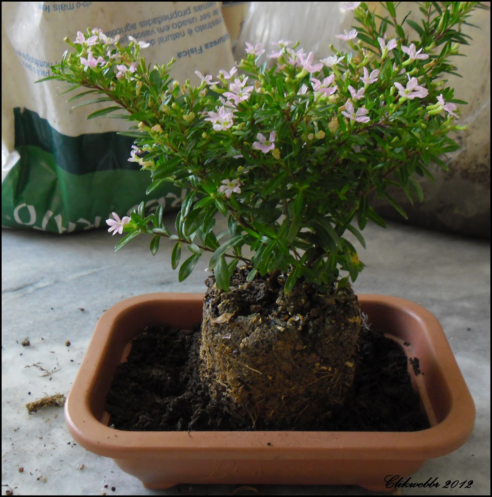 Mundo das Plantas Érica bonsai