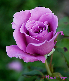 Bunga Mawar Ungu Purple Rose Photos Alam Mentari Bunga Mawar Ungu Purple Rose Photos Alam Mentari