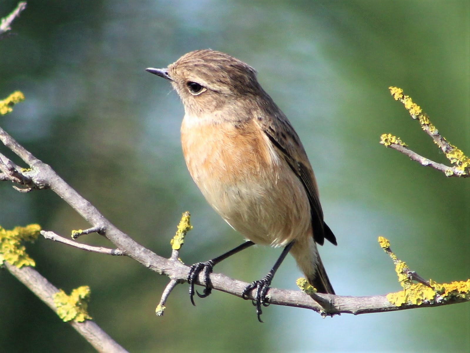 Imagens da vida animal (Saxicola rubicola)