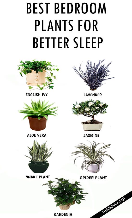 Do you want a Better Sleep? Add These Houseplants to Your Bedroom.