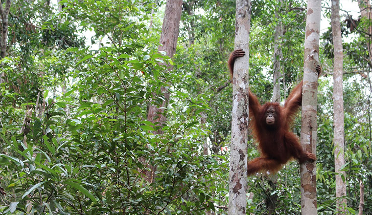 Tanjung Puting National Park