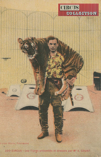 Alfred Court présente les tigres dressés du Zoo-Circus (carte postale)