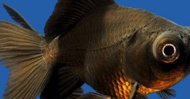 Jenis Jenis Ikan Koki Dan Harganya