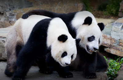 Adelaide Zoo Adelaide Zoo