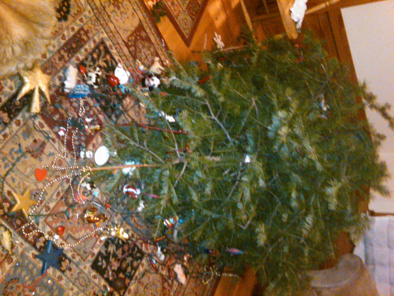 Maggie World December 2011