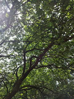 Photo of the underside of some branches
