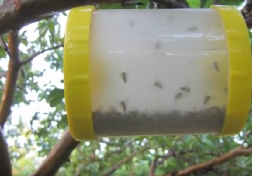 Pheromone Lures / Traps