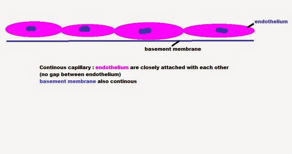 easyhumanatomy Classification of capillary easy explaination
