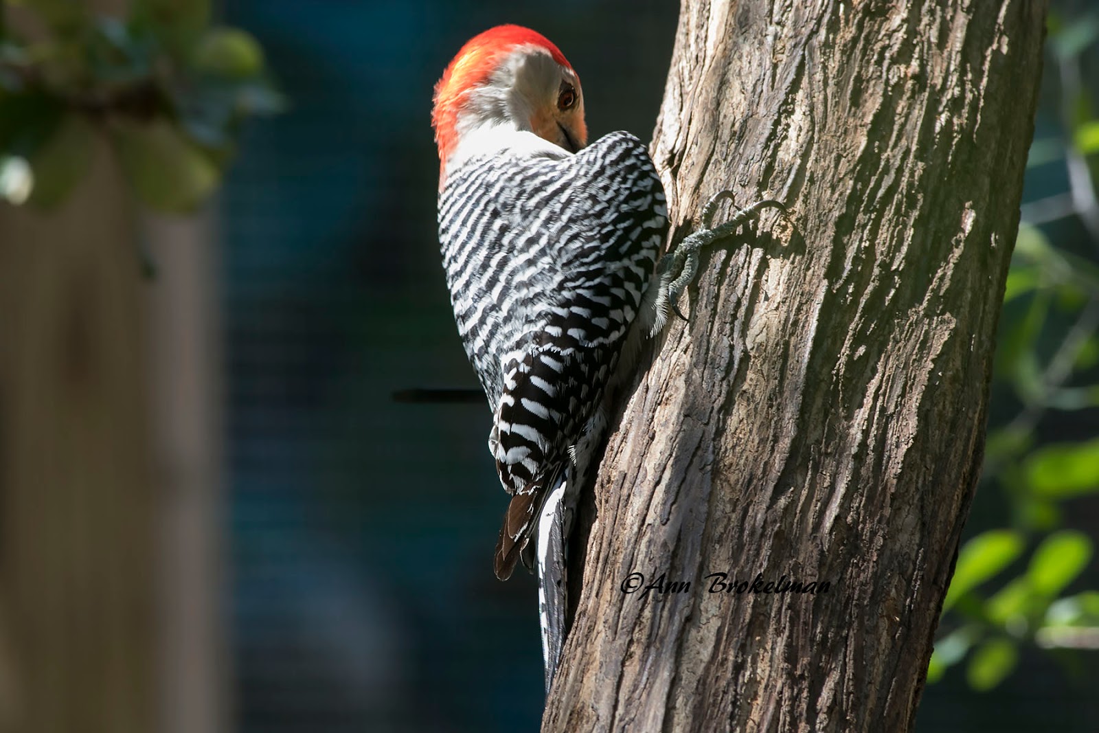 Ann Brokelman Photography: Red-bellied Woodpeckers Florida