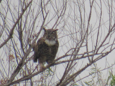 Sacramento National Wildlife Refuge